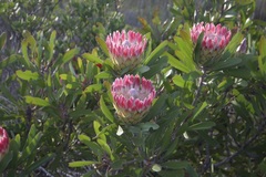 Protea obtusifolia