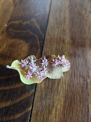 Cynips quercusechinus