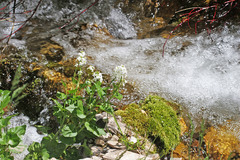 Cardamine cordifolia