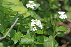 Cardamine cordifolia