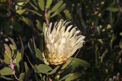 Protea obtusifolia