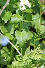Cardamine cordifolia