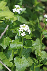 Cardamine cordifolia
