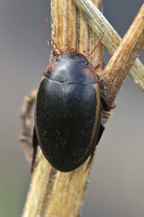 Hydaticus seminiger
