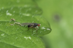 Ephydroidea