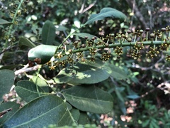 Pilocarpus racemosus