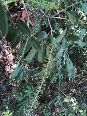 Pilocarpus racemosus