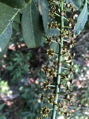 Pilocarpus racemosus