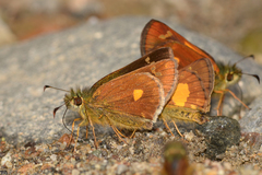 Dalla cyprius quinka