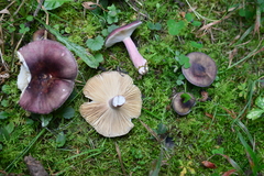 Russula queletii