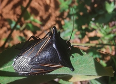 Edessa nodamentosa