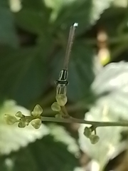 Argentagrion ambiguum