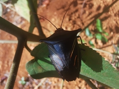 Edessa nodamentosa