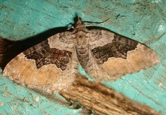 Xanthorhoe quadrifasiata