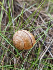 Helminthoglypta nickliniana