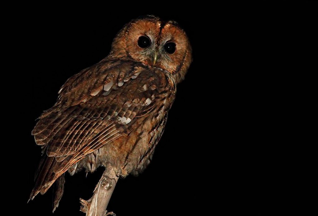 올빼미 from Osmaniye Merkez/Osmaniye, Türkiye on 2014년 11월... at 06:59 오후 by Mehmet Çelik · iNaturalist 올빼미 (Strix aluco)