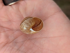 Helminthoglypta nickliniana