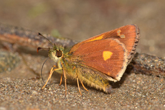 Dalla cyprius quinka