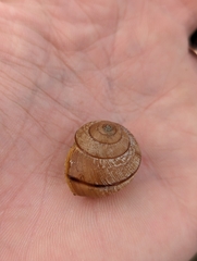 Helminthoglypta nickliniana