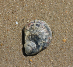 Ostrea edulis