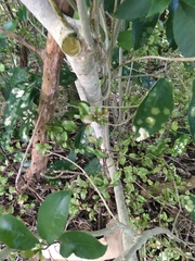 Melicytus ramiflorus