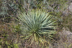 Yucca rostrata