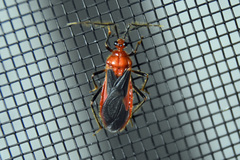Ectrichodiinae