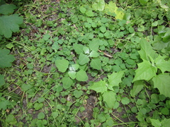 Chenopodium opulifolium