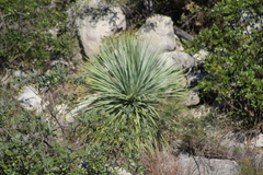 Yucca rostrata