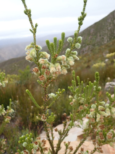 Image of Erica sparrmanni by (c) Ren Hoekstra, some rights reserved (CC BY)