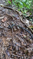 Spilotes pullatus