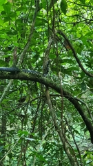 Spilotes pullatus