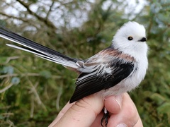 Aegithalos caudatus caudatus