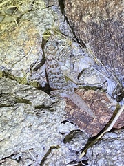 Phyllodactylus nocticolus