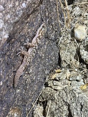 Phyllodactylus nocticolus