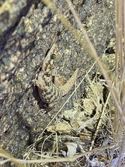 Phyllodactylus nocticolus