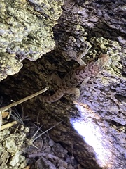 Phyllodactylus nocticolus