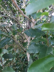 Melicytus ramiflorus