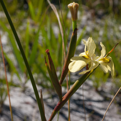 Moraea anomala