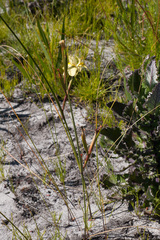 Moraea anomala