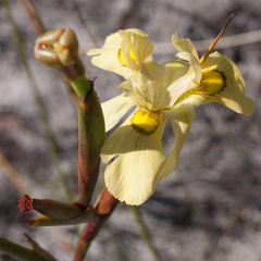 Moraea anomala
