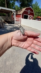 Plectrodera scalator