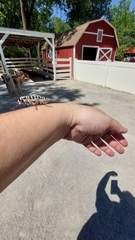 Plectrodera scalator