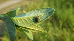 Microrhopala vittata