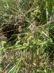 Cyperus virens