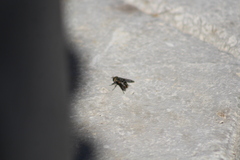 Calliphora vomitoria