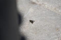 Calliphora vomitoria