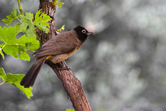 Pycnonotus xanthopygos