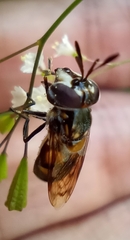 Copestylum marginatum