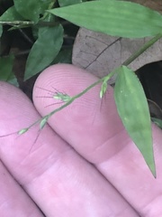 Oplismenus hirtellus setarius